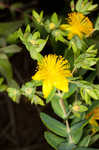 Myrtleleaf St. Johnswort